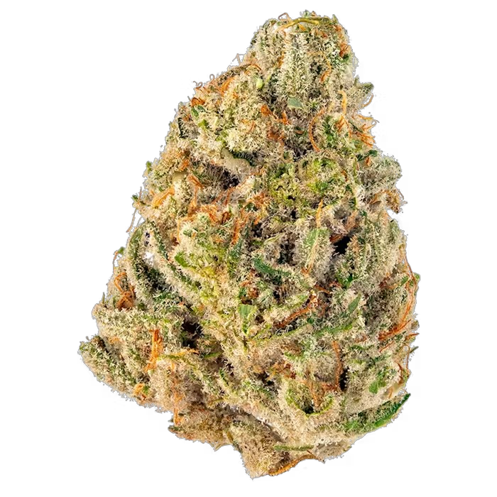 Snowman - Flower : HYBRID (32.3%)