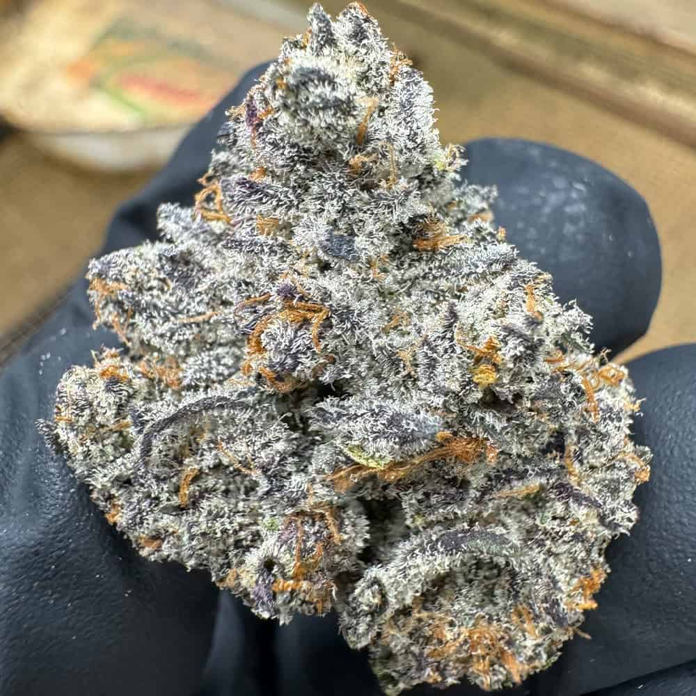 THCa Flower | Dantes Inferno : INDICA (35.97%)