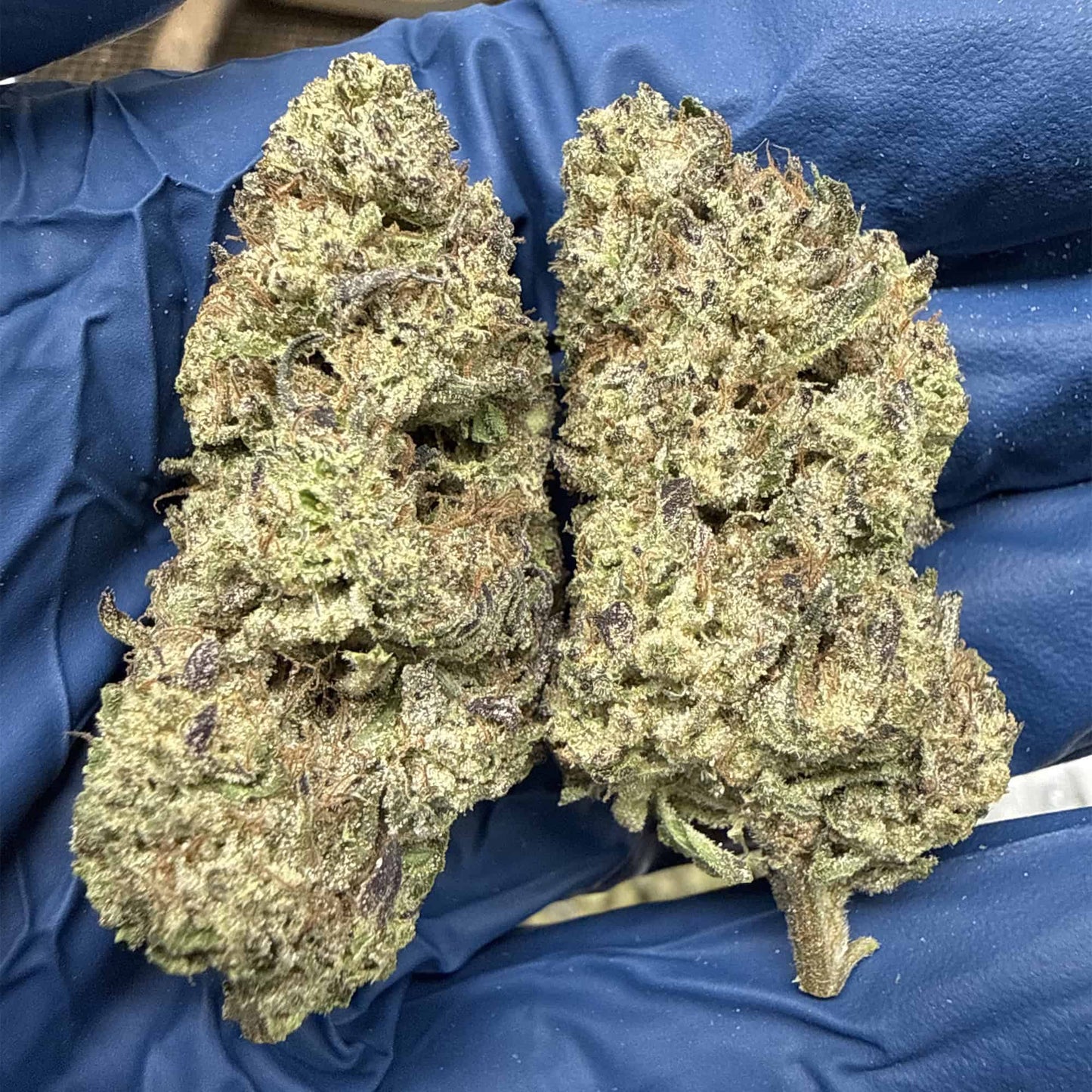 THCa Flower | Hashburger : HYBRID (28.51%)