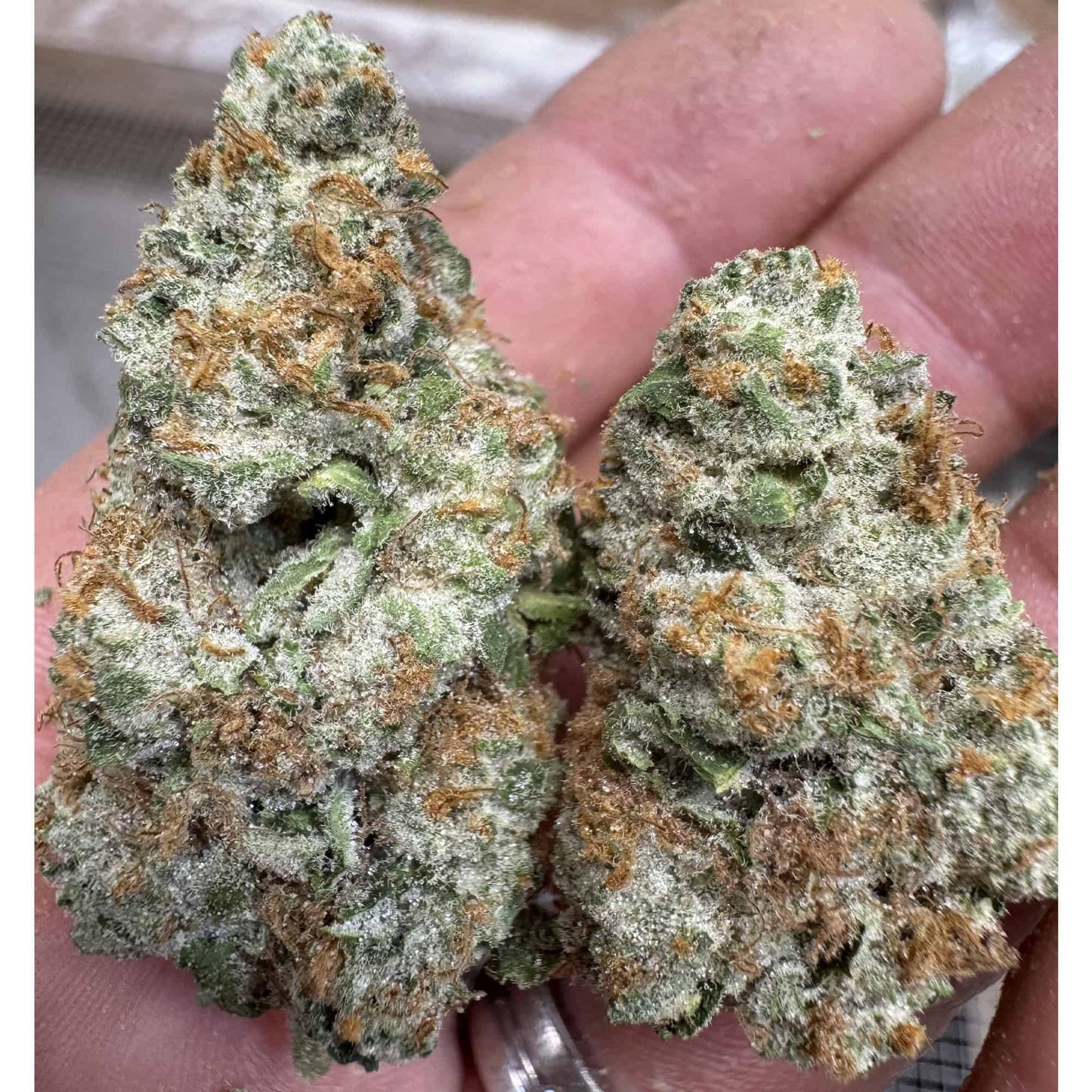 THCa Flower | OG Chem : HYBRID (33.39%)