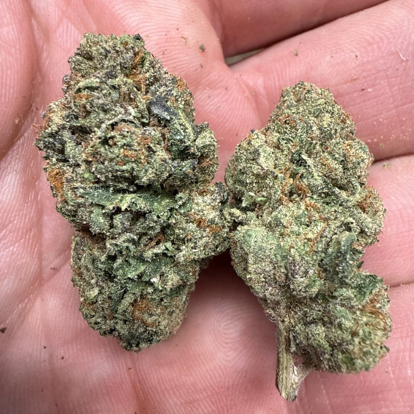 THCa Flower | Papaya Punch : INDICA (29.53%)